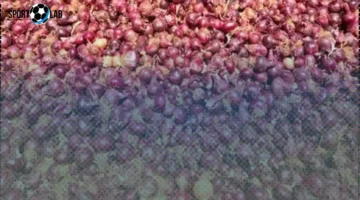 أسعار الخضروات والفواكه بأسوان اليوم.. البصل الأحمر بـ15 جنيهاً